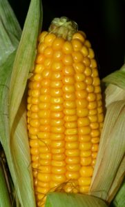 Sweet Corn is exempt from the Produce Safety Rule
